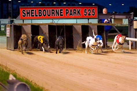 shelbourne park results|Shelbourne Park Greyhound Racing Results .